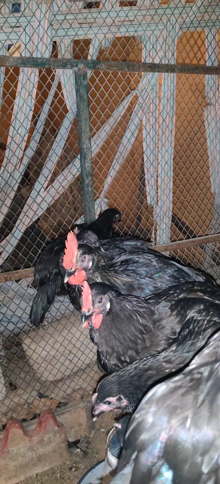 PURE AUSTRALORP BREED HENS MALE AND FEMALES — photo 3