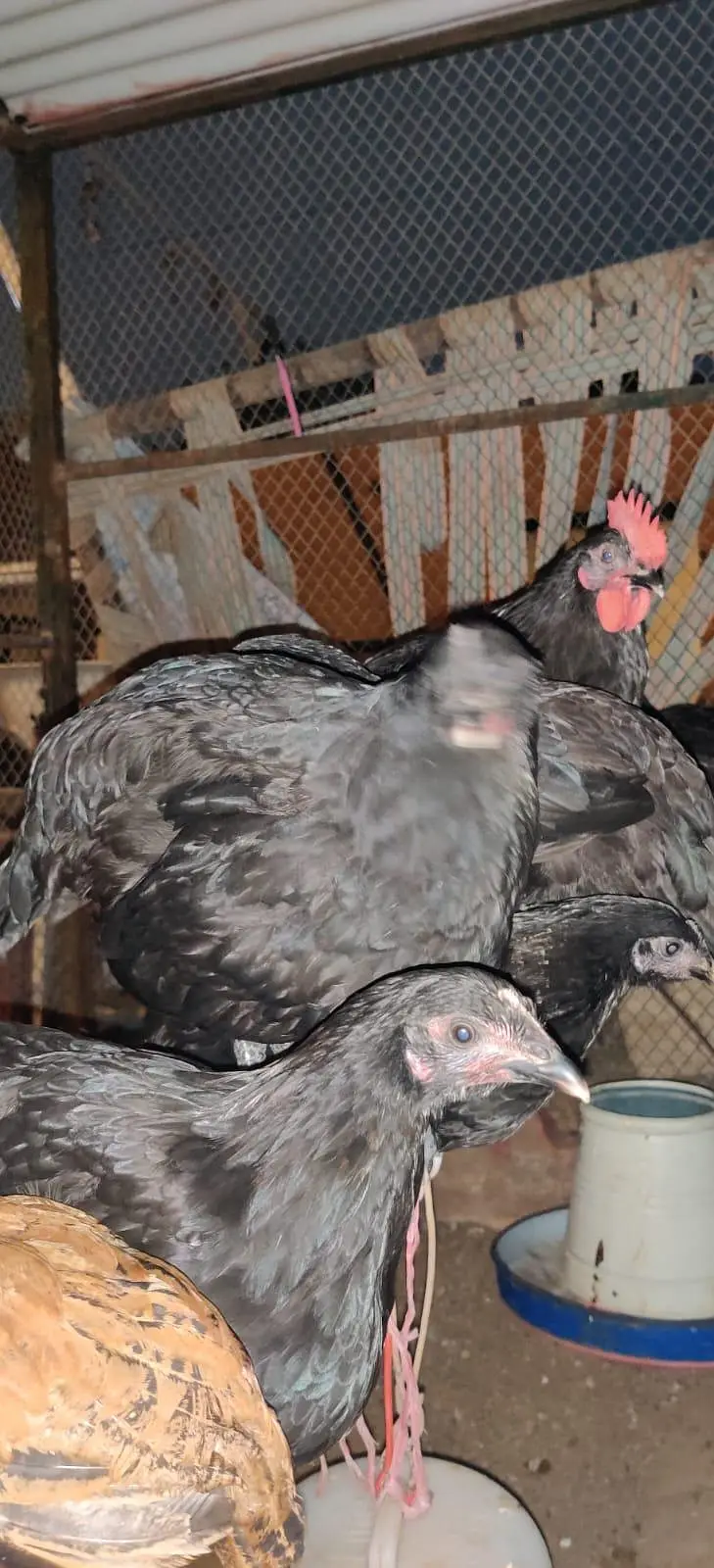 PURE AUSTRALORP BREED HENS MALE AND FEMALES — photo 4