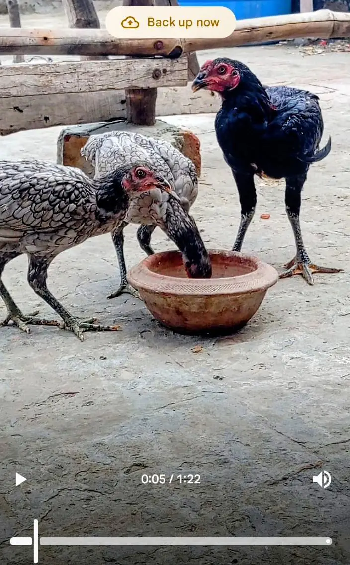 pure Thai breed — photo 4