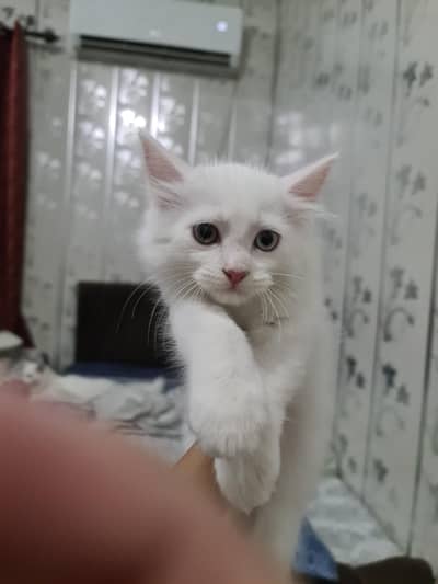 Cute Kitten For Sale