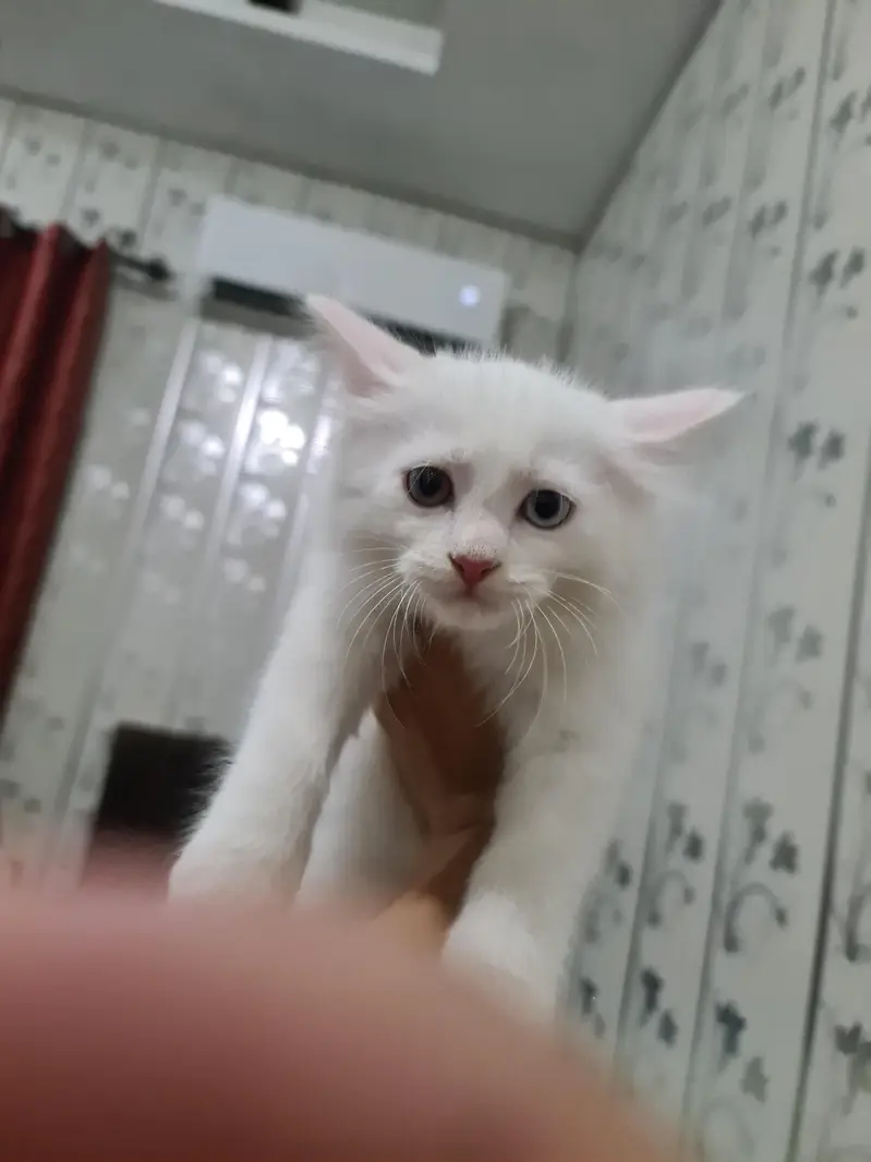 Cute Kitten For Sale — photo 2