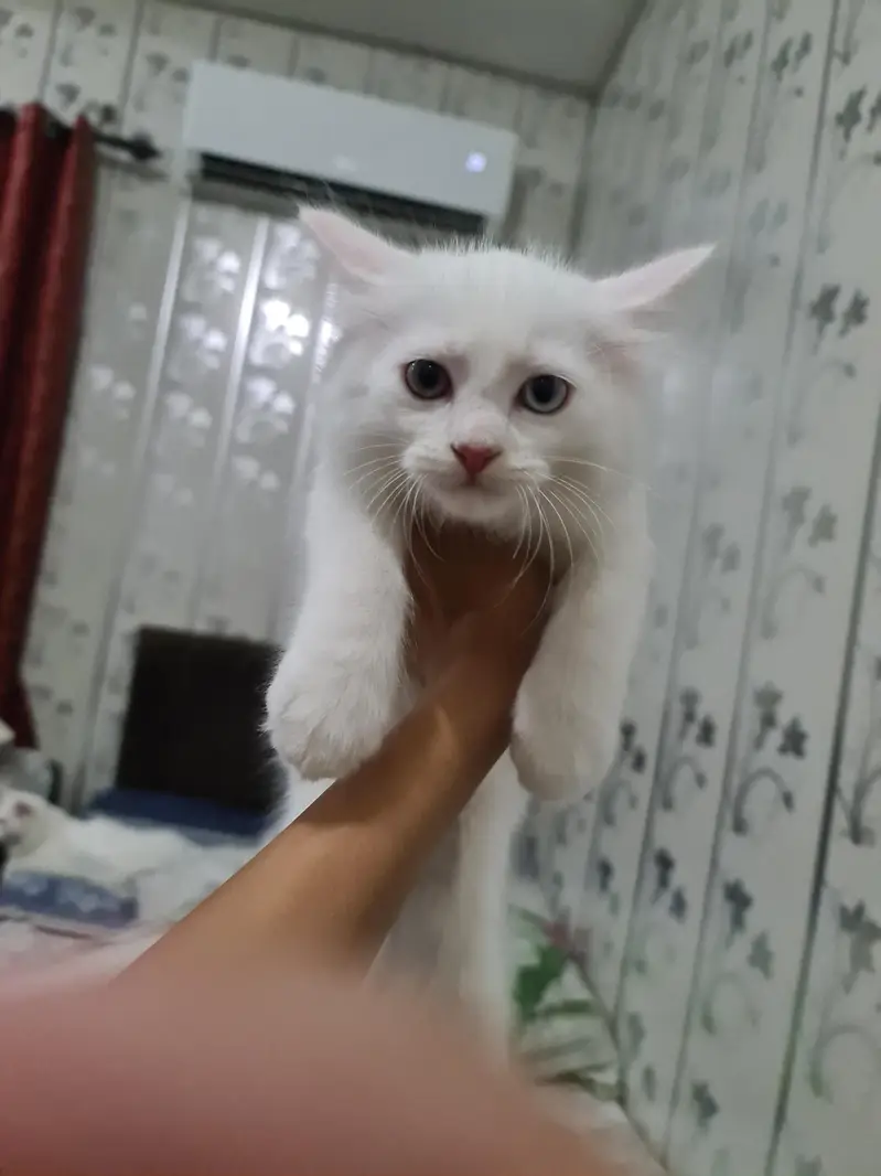 Cute Kitten For Sale — photo 3