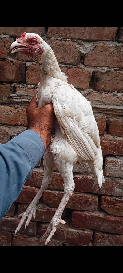 Paper white heera breeder Madi aseel pure
