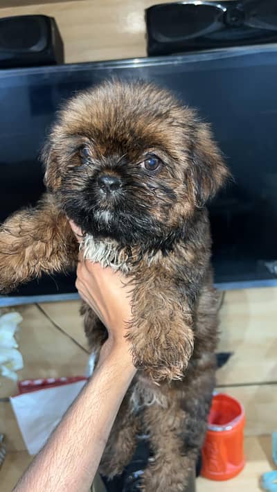 Shihtzu female puppies