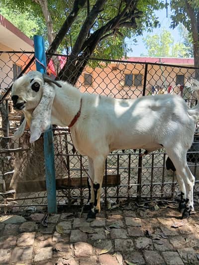 Beautiful Male Breader Bakry/Goats