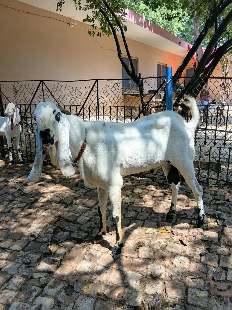 Beautiful Male Breader Bakry/Goats — photo 2