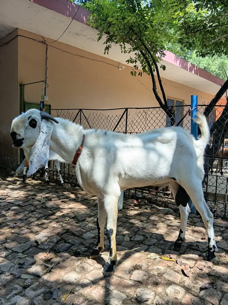 Beautiful Male Breader Bakry/Goats — photo 3
