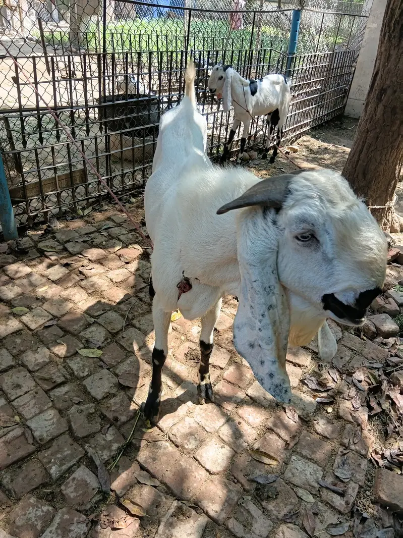 Beautiful Male Breader Bakry/Goats — photo 4