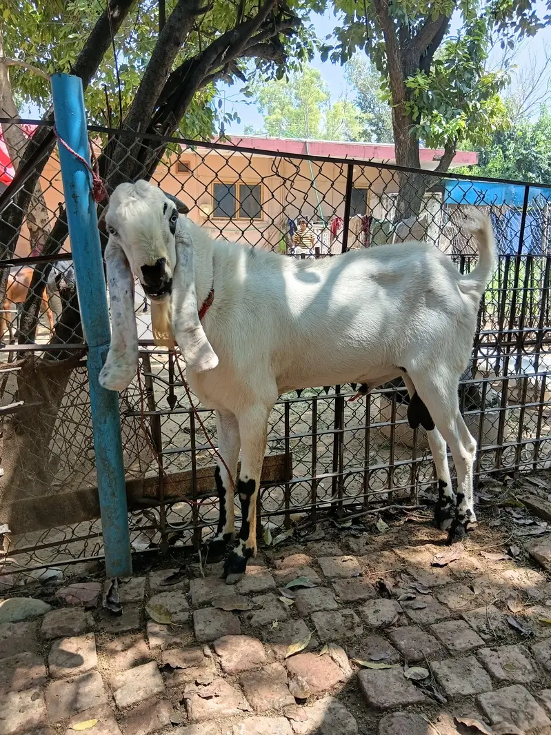 Beautiful Male Breader Bakry/Goats — photo 5