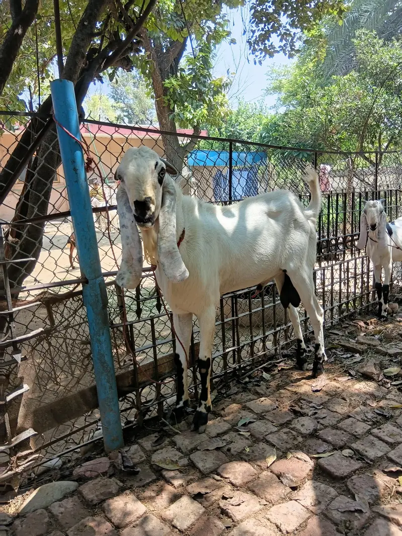 Beautiful Male Breader Bakry/Goats — photo 6