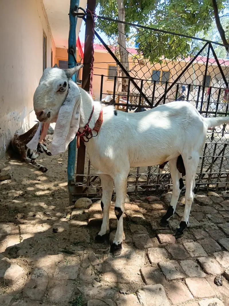 Beautiful Male Breader Bakry/Goats — photo 7