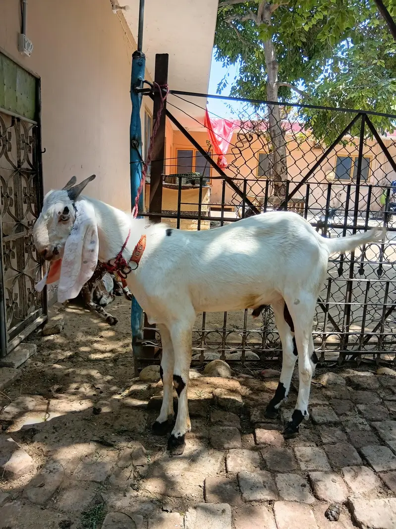 Beautiful Male Breader Bakry/Goats — photo 8