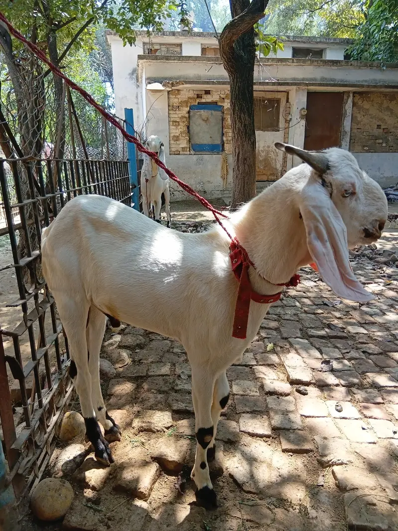 Beautiful Male Breader Bakry/Goats — photo 9