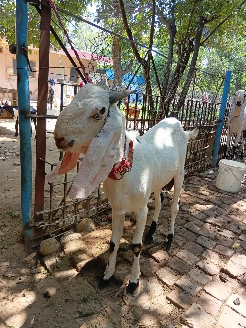 Beautiful Male Breader Bakry/Goats — photo 10