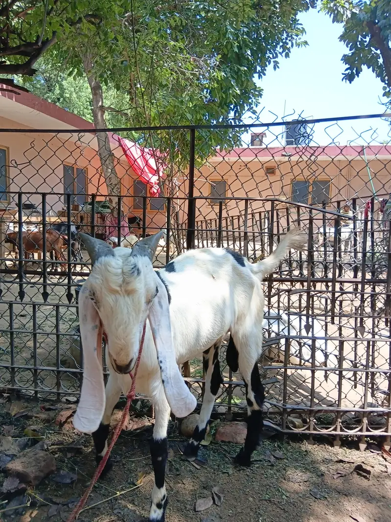 Beautiful Male Breader Bakry/Goats — photo 11