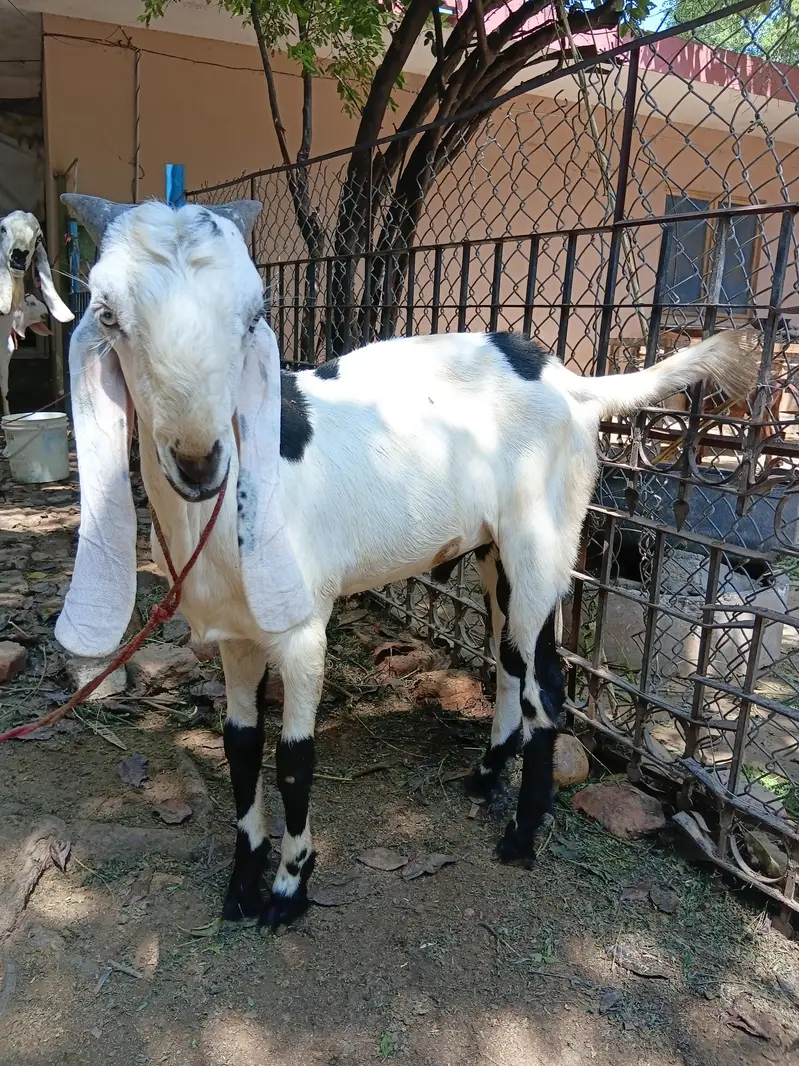 Beautiful Male Breader Bakry/Goats — photo 12