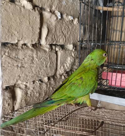 Hand tame green parrot