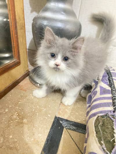 Selling cats
