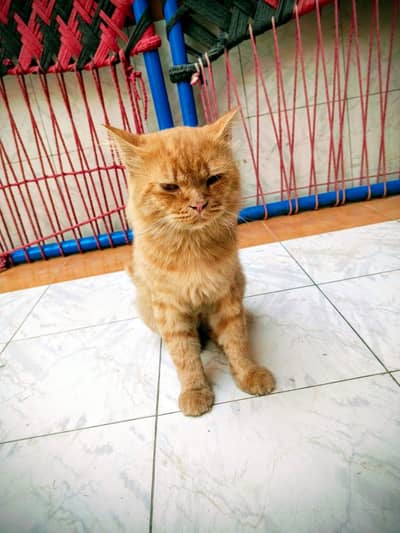 Beautiful Ginger Persian Cat (Adult Male) - Semi Punch / Doll Face