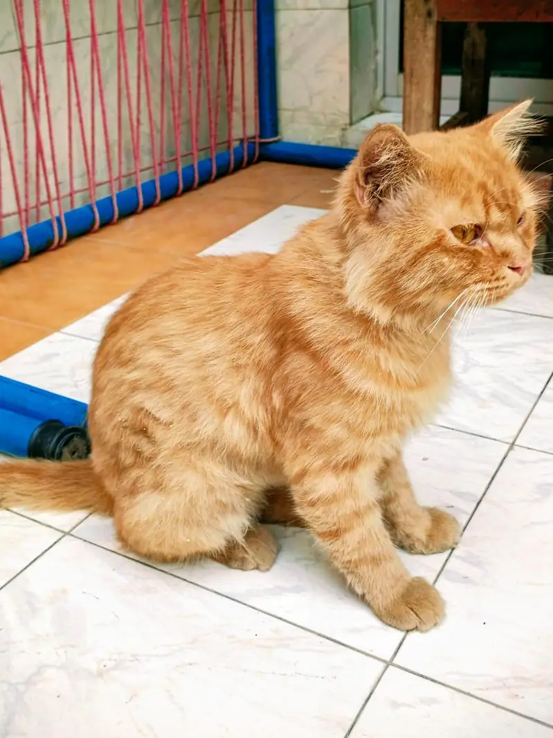 Beautiful Ginger Persian Cat (Adult Male) - Semi Punch / Doll Face — photo 2