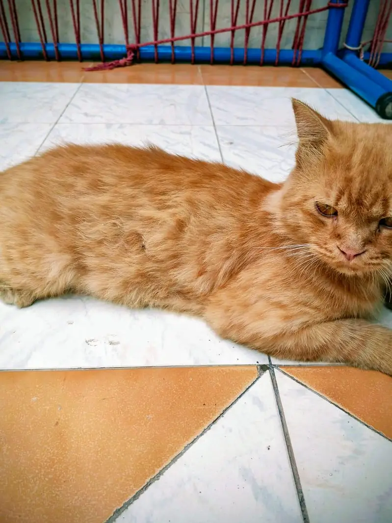 Beautiful Ginger Persian Cat (Adult Male) - Semi Punch / Doll Face — photo 3