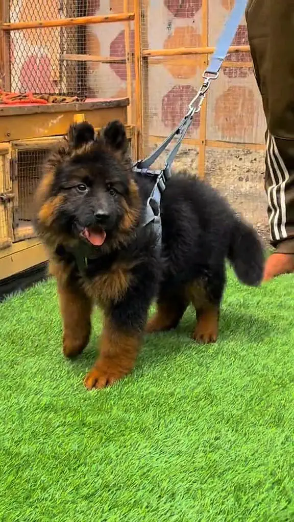 (German- shepherd) (puppies) (argent for sale) Whatsapp 03401430037 — photo 2