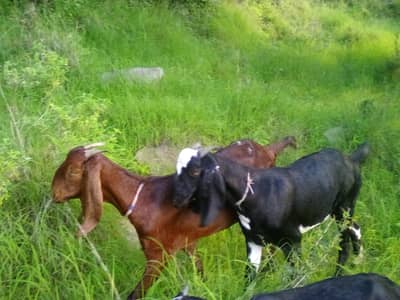 bakri Gots for sale