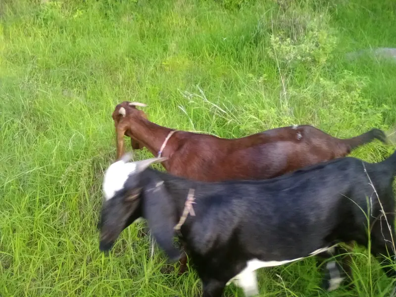 bakri Gots for sale — photo 2