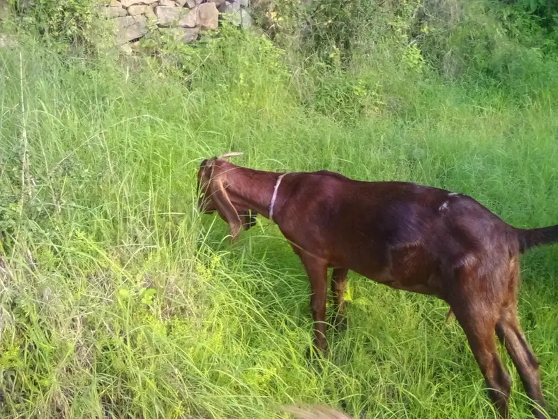 bakri Gots for sale — photo 3