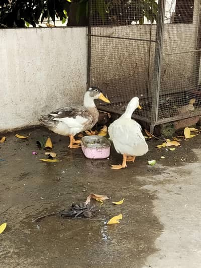 Ducks