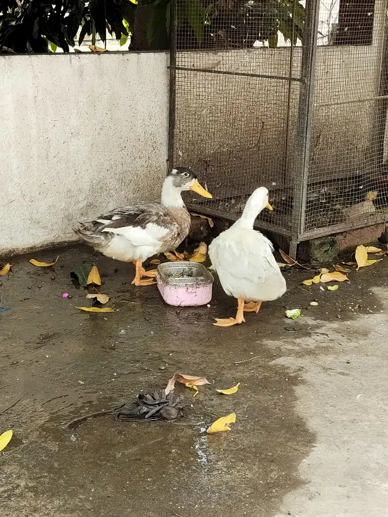 Ducks
