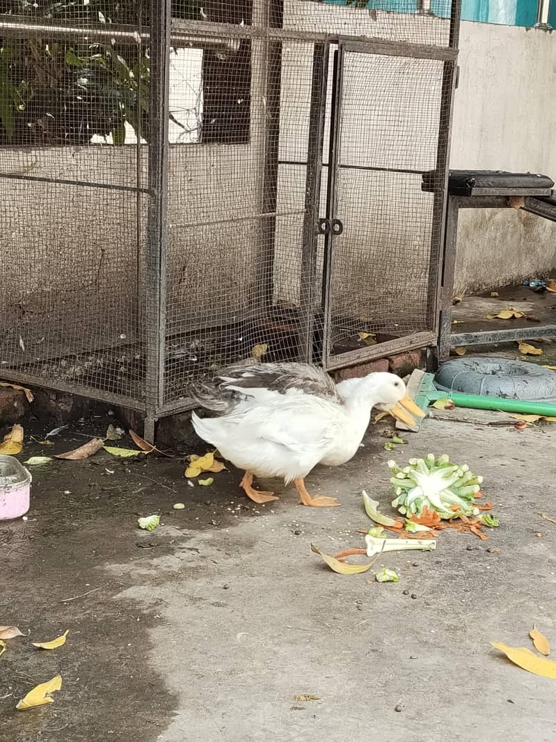 Ducks 1
