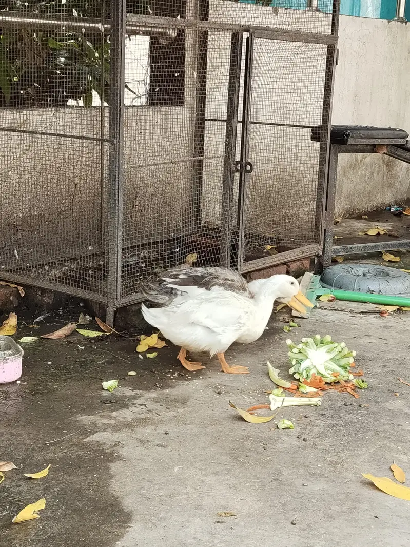 Ducks — photo 2