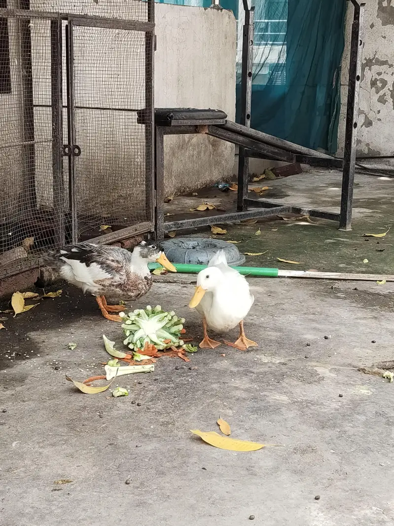 Ducks — photo 3