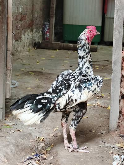 madi para cheena patha
