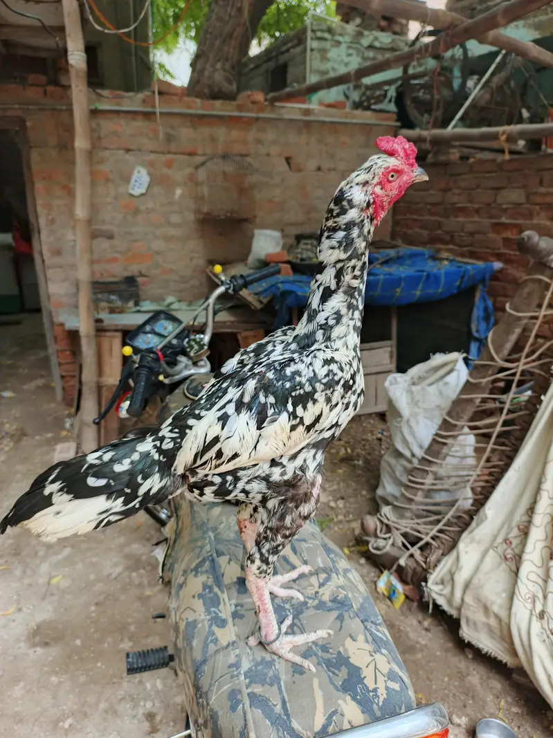 madi para cheena patha — photo 2