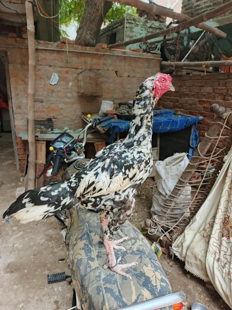 madi para cheena patha — photo 3