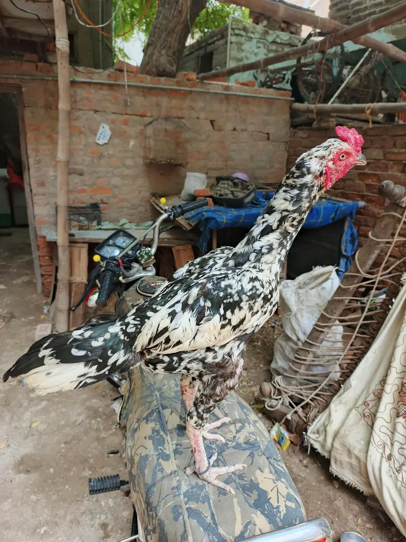 madi para cheena patha — photo 4