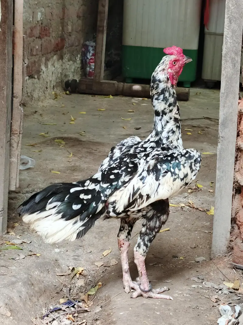 madi para cheena patha — photo 5