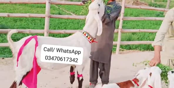 3 Bacchon Ka Sath Desi Bakri For Sale/ O347O6I7342