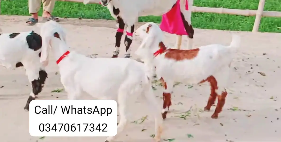 3 Bacchon Ka Sath Desi Bakri For Sale/ O347O6I7342 — photo 2