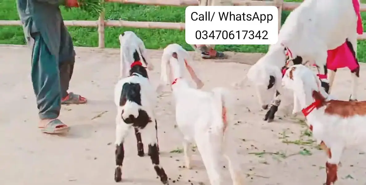 3 Bacchon Ka Sath Desi Bakri For Sale/ O347O6I7342 — photo 3