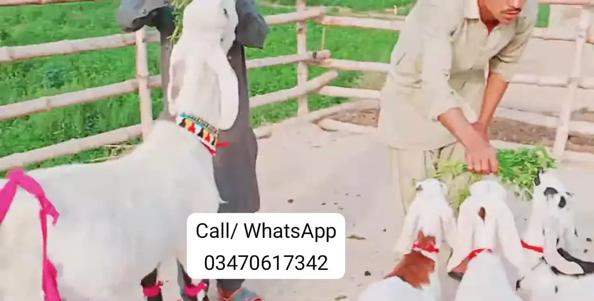3 Bacchon Ka Sath Desi Bakri For Sale/ O347O6I7342 — photo 4
