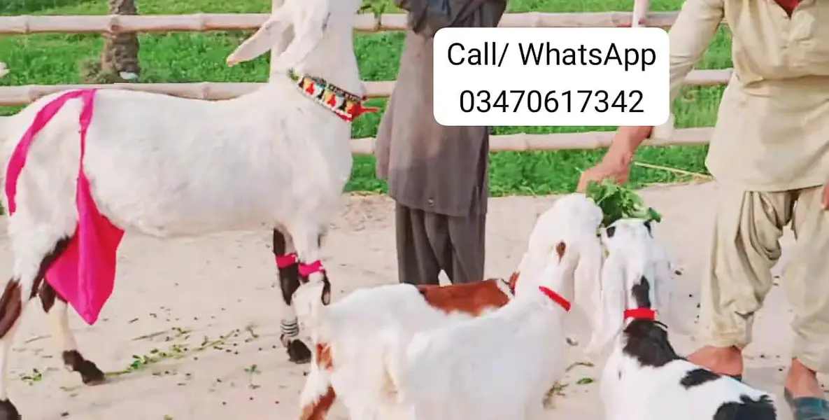 3 Bacchon Ka Sath Desi Bakri For Sale/ O347O6I7342 — photo 5