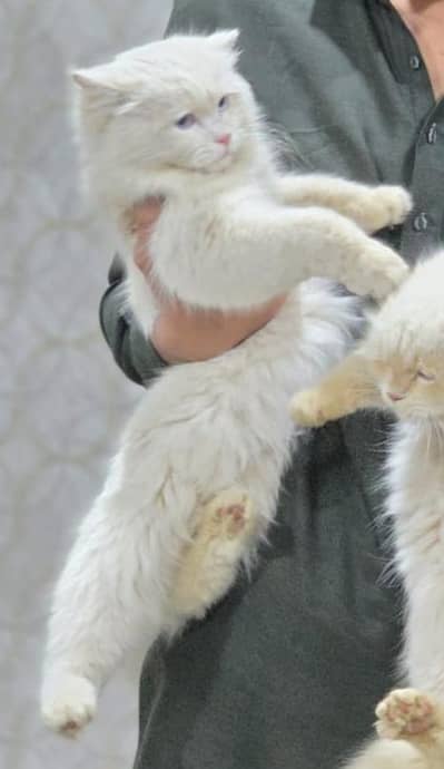 pearshian cat