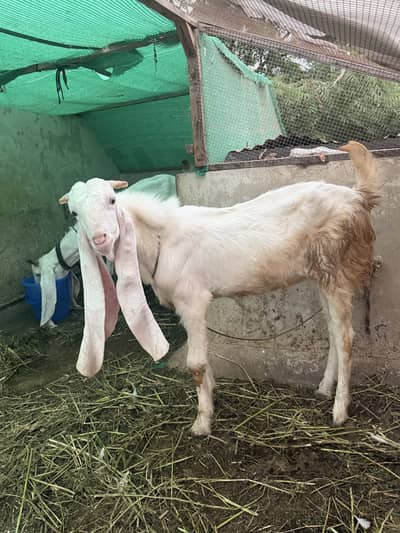 Gulabo Bakra  Rajan puri Nasal
