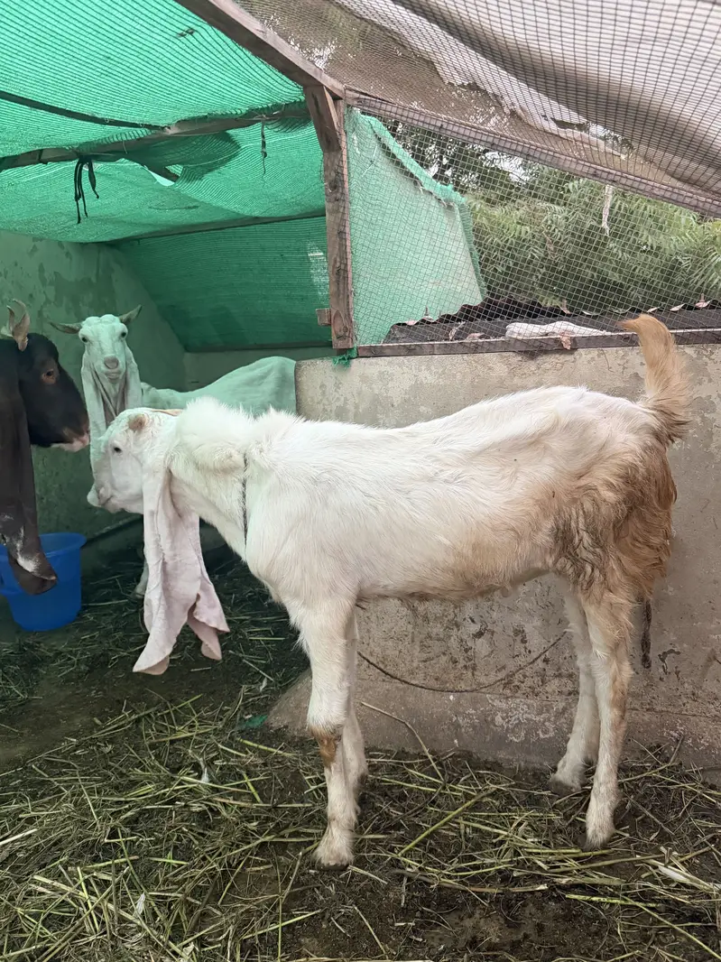 Gulabo Bakra  Rajan puri Nasal — photo 2
