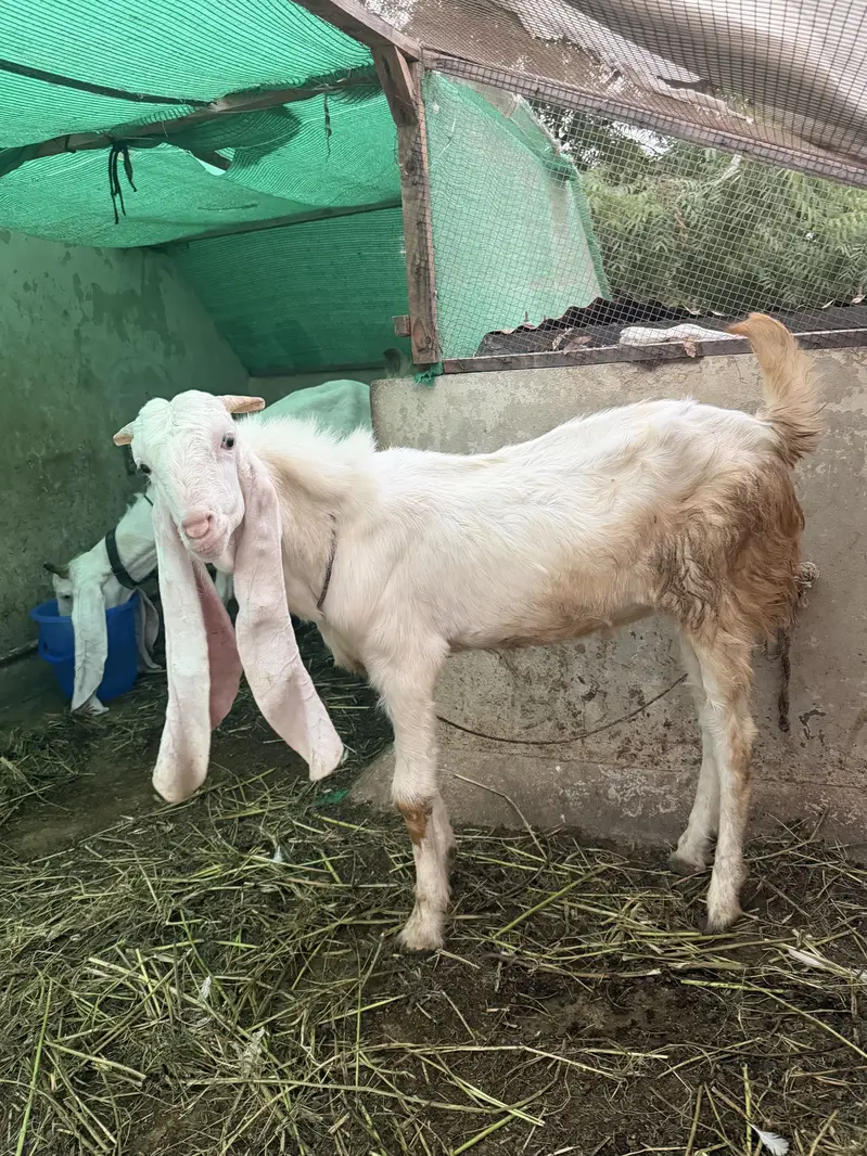 Gulabo Bakra  Rajan puri Nasal — photo 3