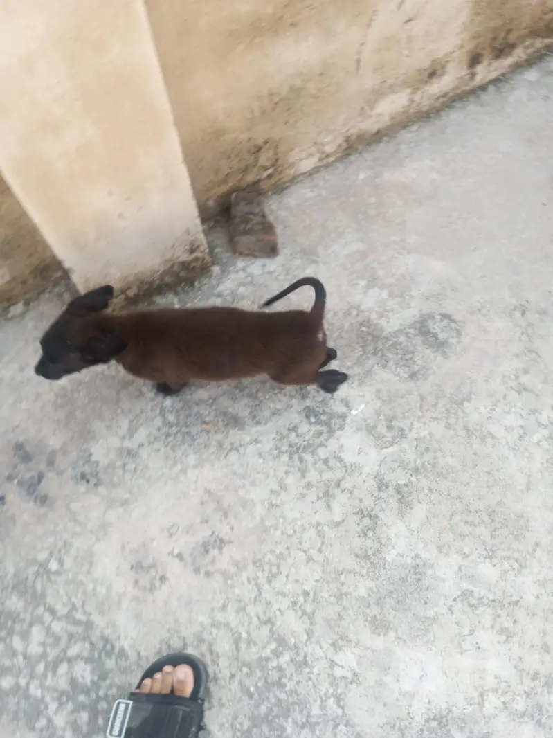 labradore puppies for sale — photo 4