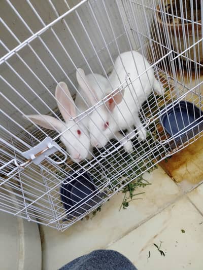 Bunnies